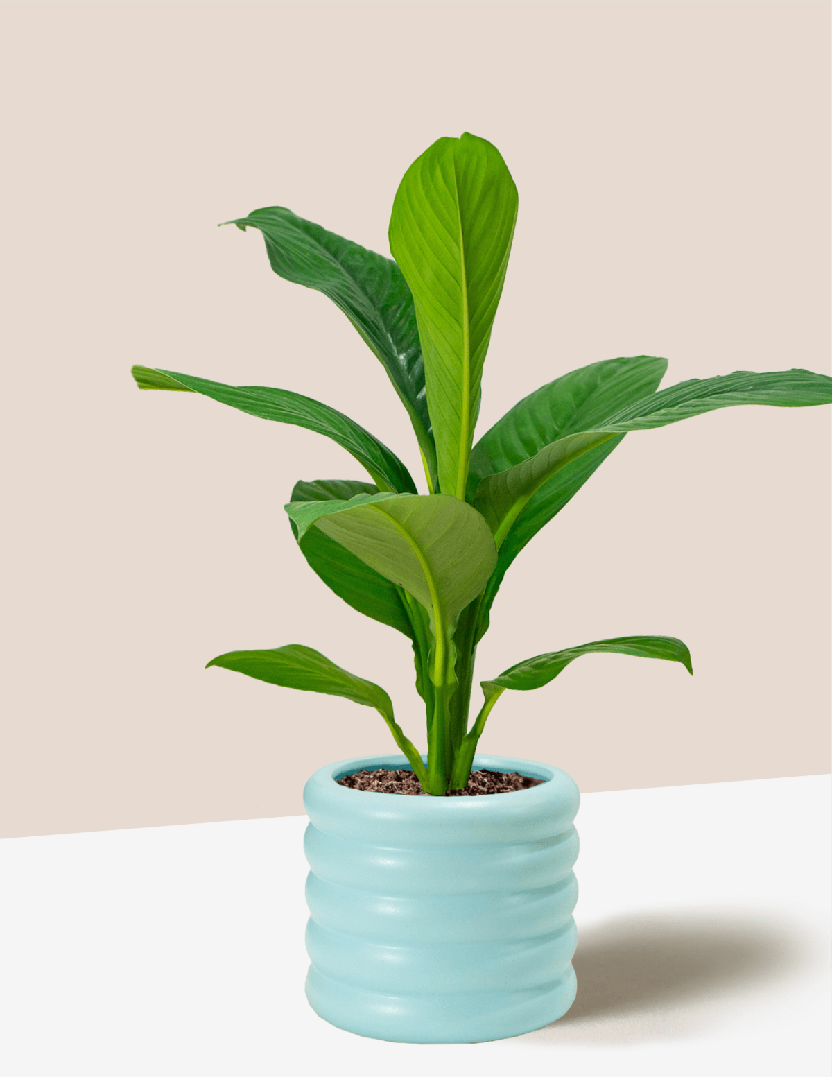 Peace Lily Sensation – Plantgems
