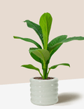 Peace Lily Sensation – Plantgems