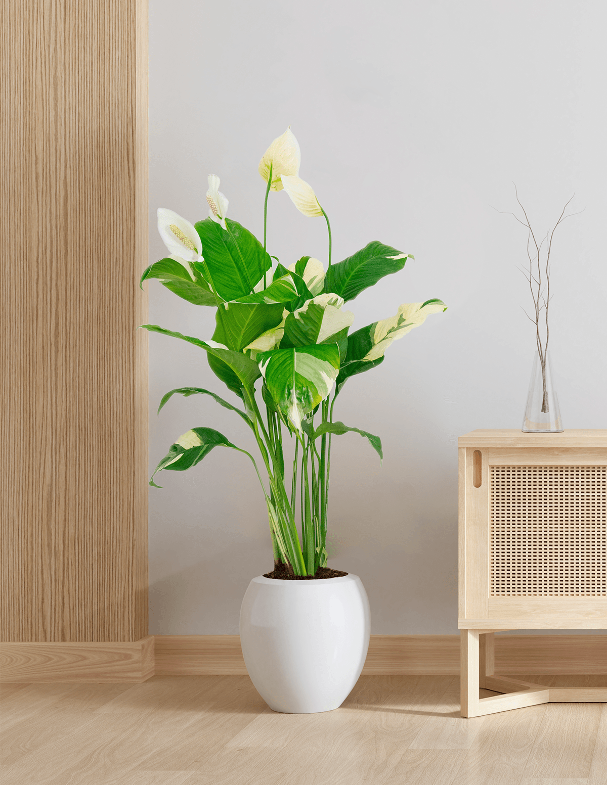 Picasso Peace Lily – Plantgems